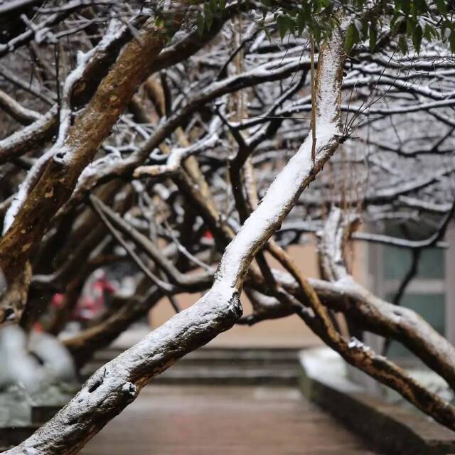 今天，一起看一场初雪