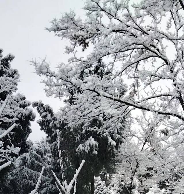 今天，一起看一场初雪