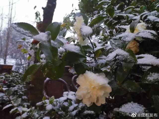 下雪了！成都最大的雪在这里！