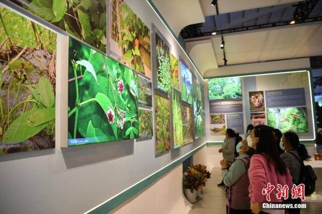 11月4日，市民在云南生物多样性保护实践与成果展馆内参观。中新社记者刘冉阳摄