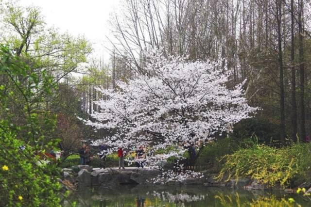 上海植物园内的一棵网红樱花树