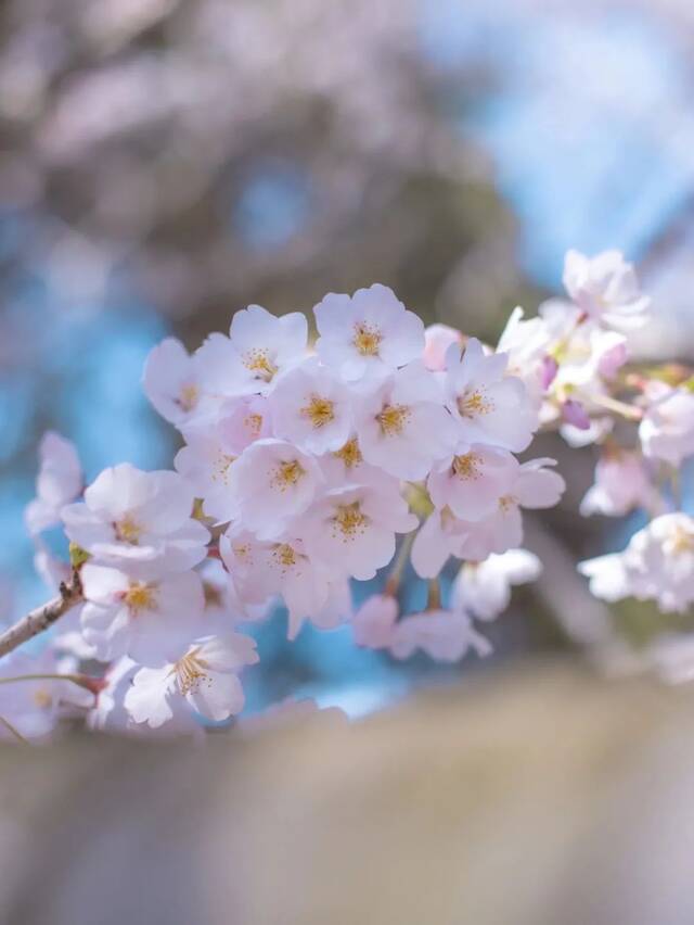 青大年度广播剧《四季物语》温暖来袭！带你一起声临其境