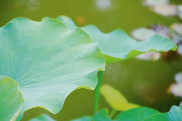 青大年度广播剧《四季物语》温暖来袭！带你一起声临其境