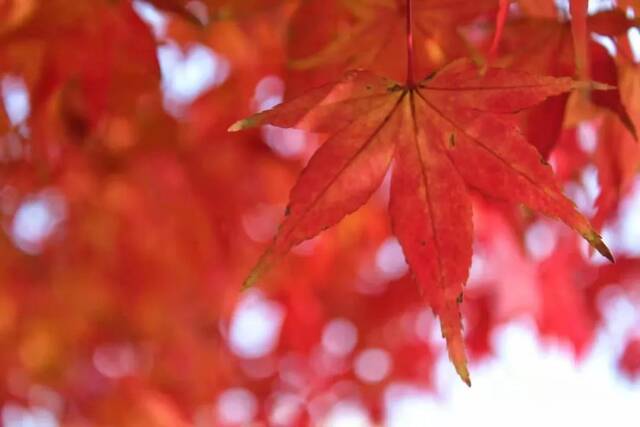 青大年度广播剧《四季物语》温暖来袭！带你一起声临其境