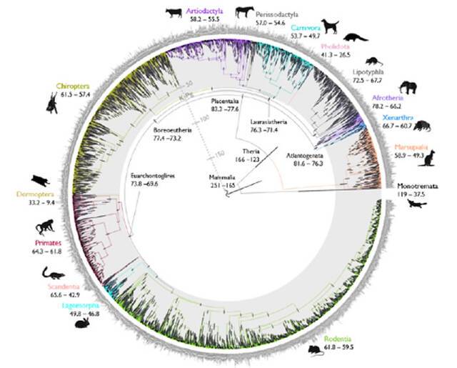 迄今为止哺乳动物进化的最详细时间表现代胎盘哺乳动物群体起源于“恐龙大灭绝”之后