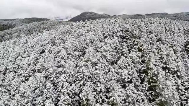 仙女山景区被白雪覆盖（资料图）武隆仙女山景区供图