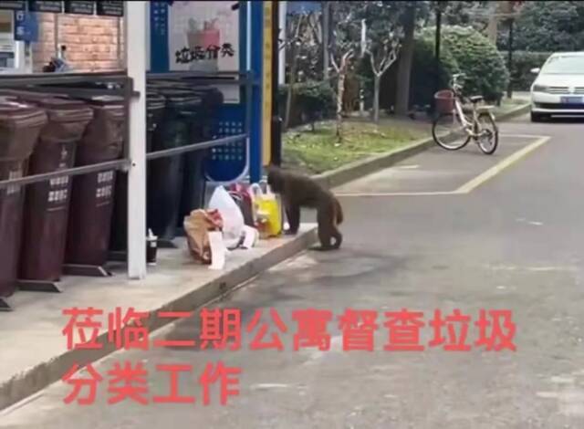 上海街头惊现“猕猴逃”，你是大王派来巡视校园、监视打工人的吗？