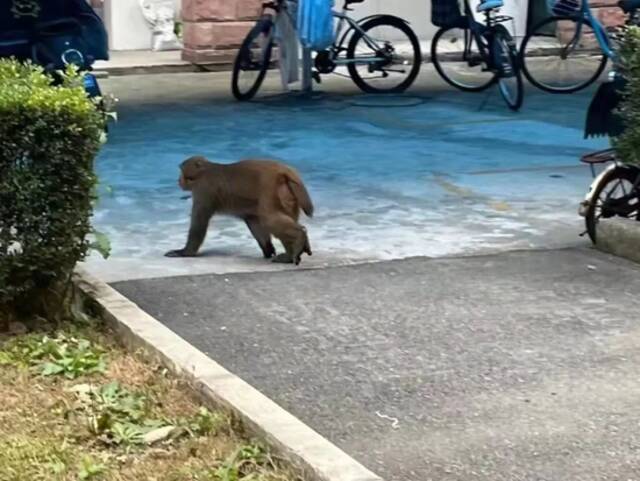 上海街头惊现“猕猴逃”，你是大王派来巡视校园、监视打工人的吗？