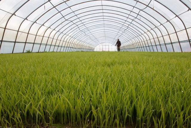 2021年5月13日，工人在黑龙江省抚远市玖成水稻种植专业合作社养护秧苗。新华社记者张涛摄