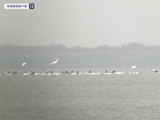 江西鄱阳湖水鸟数量创有监测记录以来新高