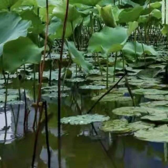 小星最爱的童年游戏原来是......