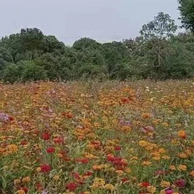 小星最爱的童年游戏原来是......