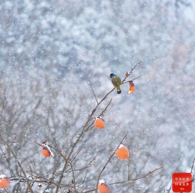 小寒即将来临之际，迎来了今年冬季的第一场雪。林中的鸟儿在枝头栖息，时而一声鸣叫，仿佛与这自然交融，与这白雪对话。（贵州省凤冈县纪委监委供黄顺轲摄）