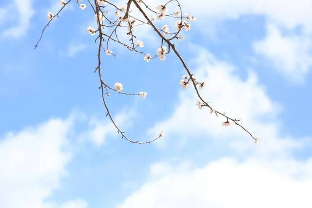 叮！请查收东师的风、花、雪、月