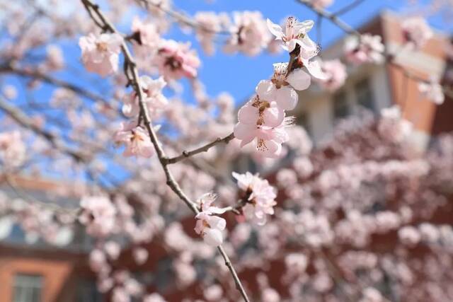 叮！请查收东师的风、花、雪、月