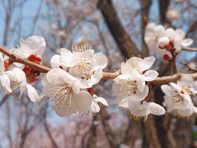 叮！请查收东师的风、花、雪、月