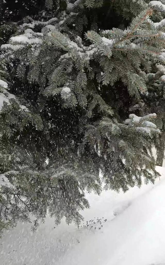 叮！请查收东师的风、花、雪、月