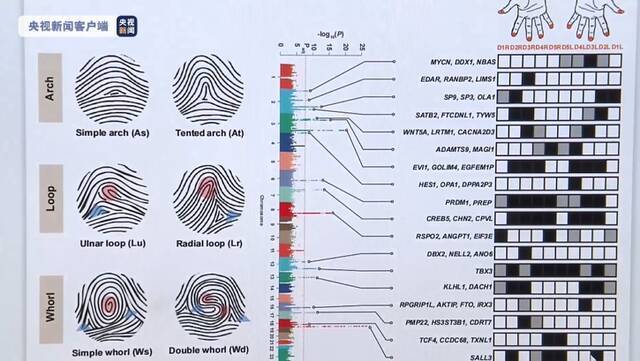 我国表型组研究获重大突破 首次揭示指纹与身体发育基因关联