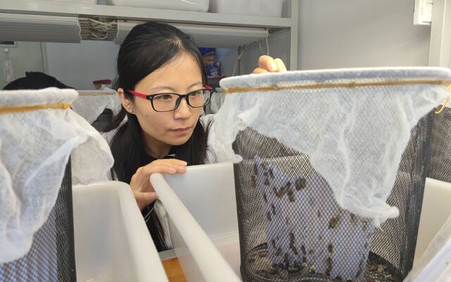 中国农科院植保所副研究员崔丽在实验室里忙碌。新京报记者王巍摄