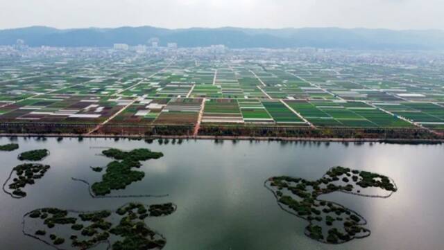 2021年12月4日，通海县杞麓湖处在土地流转范围内的菜地。摄影/本刊记者赵翔
