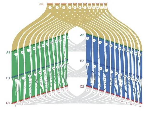 福建农林大学“麻竹基因组学研究”取得突破