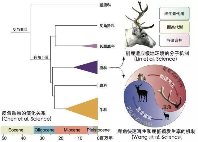 反刍动物适应进化的机制及其对健康医学的启示