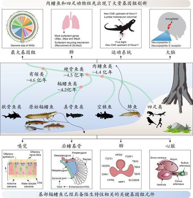 脊椎动物水生到陆生演化过程的主要遗传创新