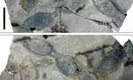 1000万年前的“豆角”化石被发现 研究员：只能看不能吃