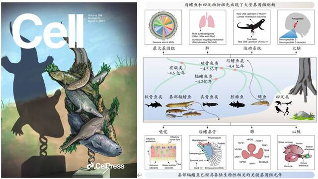“脊椎动物从水生到陆生演化的遗传创新机制”入选2021年度中国生命科学十大进展