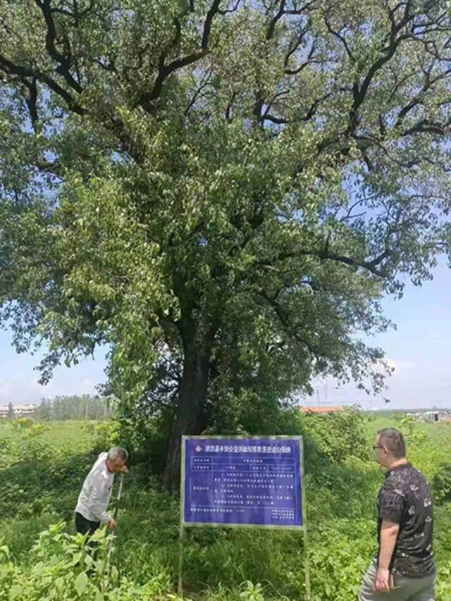 江苏省泗洪县乡贤公益诉讼观察员清理立牌保护的古树周围环境