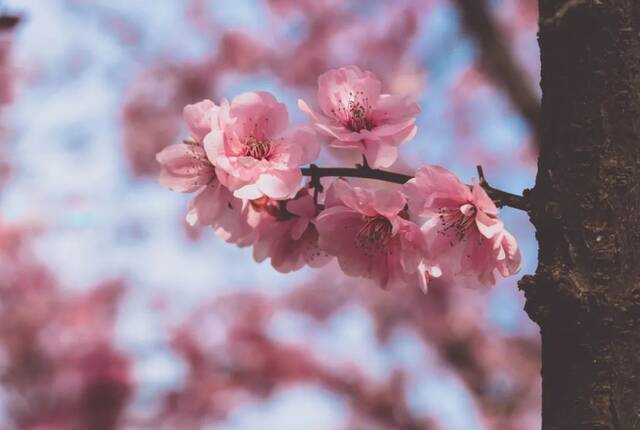 朝花夕拾  童年的故乡和四季