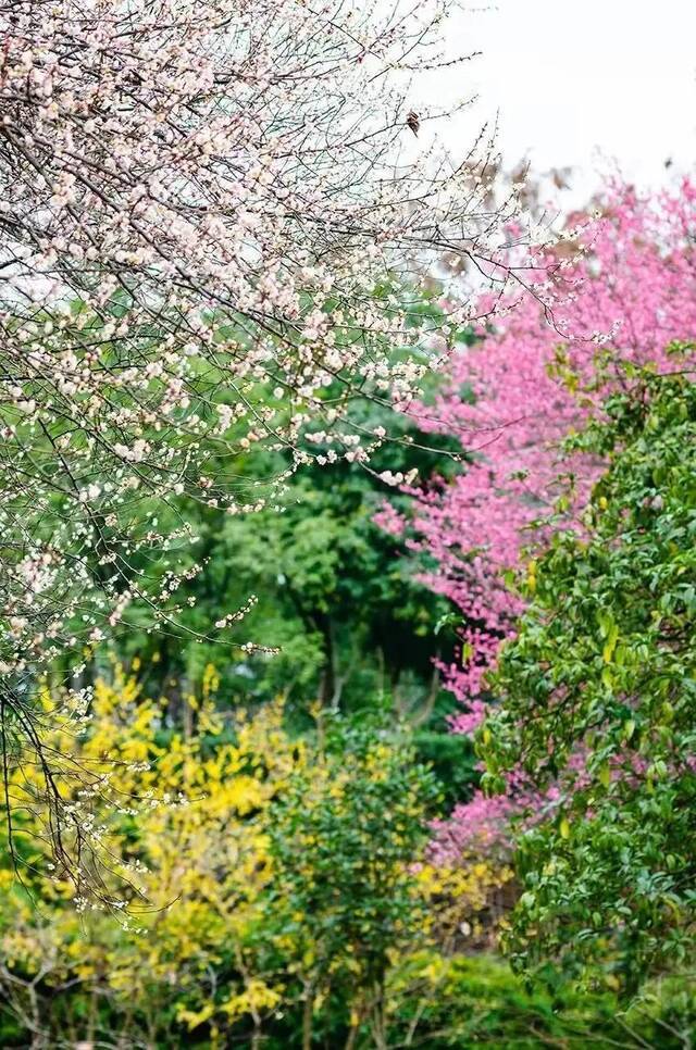 这个时节，红梅、白梅、蜡梅、绿梅各色花朵都在竞相开放。冉小军摄