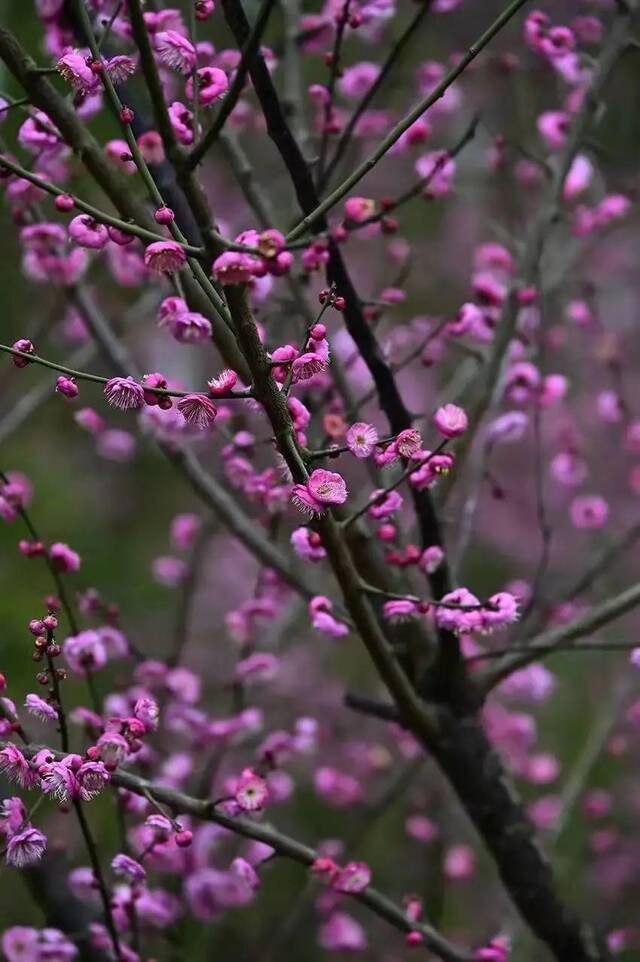 一朵朵粉红的梅花挂满枝头，花蕊被花瓣层层包裹，甚是迷人。徐春茂摄