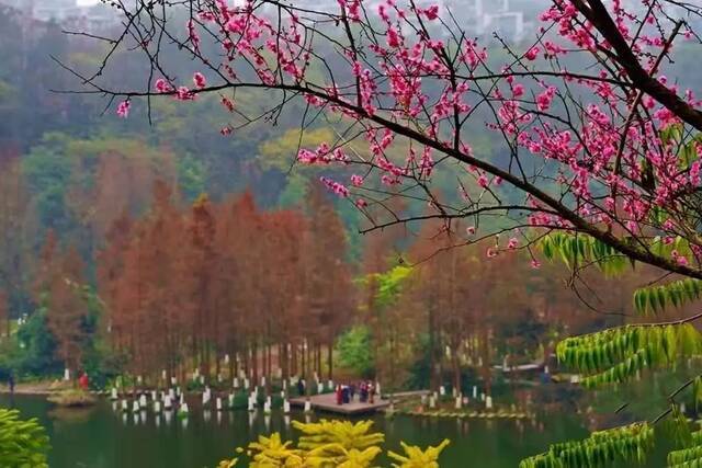 近日，九龙坡彩云湖畔梅花盛开，暗香浮动，成为寒冬里一道别样的风景。中国天气图