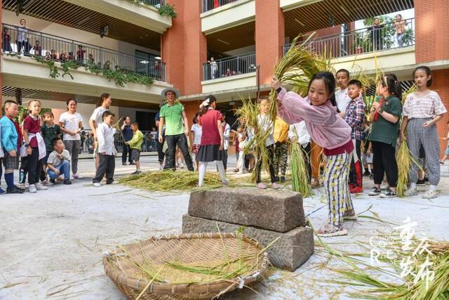 重庆两江新区童心青禾小学校师生利用课后时间一起收稻谷、打谷子。邹乐摄