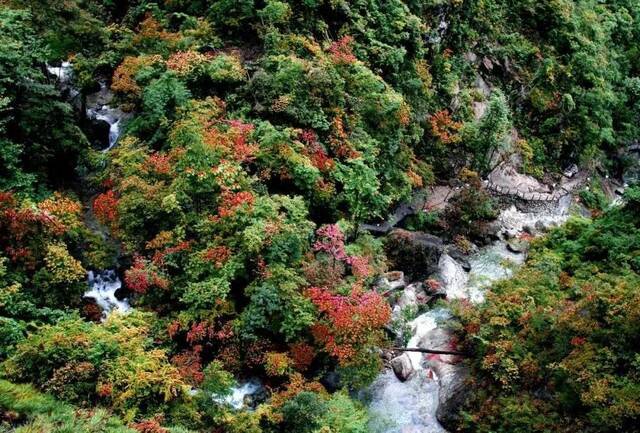 牛头山森林古道