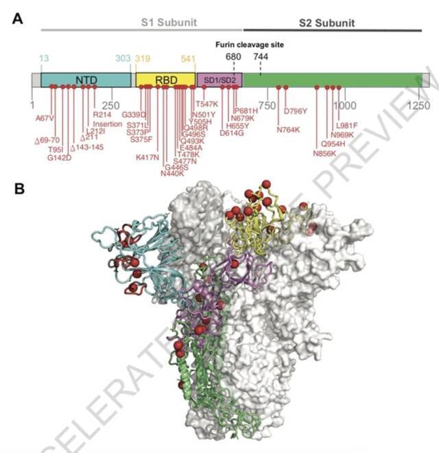 BA.1/Omicron的分子图谱。南非柳叶刀实验室等研究团队《自然》论文