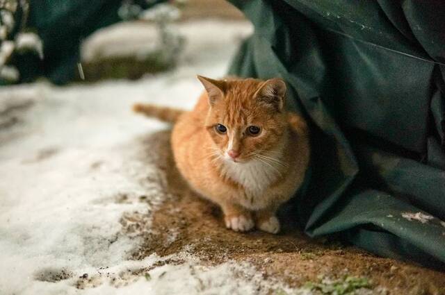 今日大寒  瑞雪兆丰年