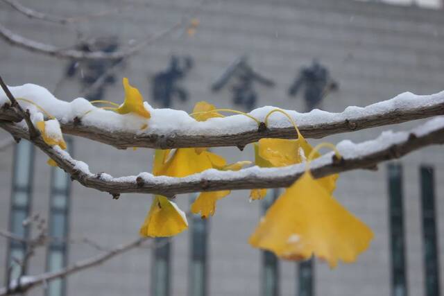 今日大寒  瑞雪兆丰年