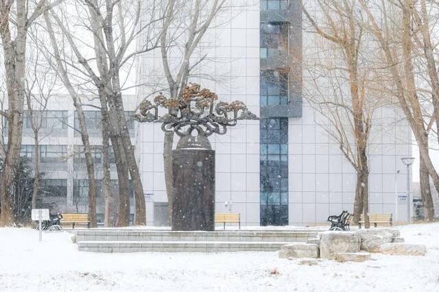 雪花铺满小路纷纷扬扬给冬日增添了一番景致