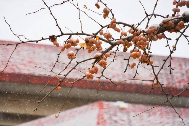 今日大寒，法大迎来2022年的第一场雪！