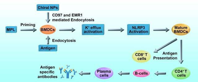 手性纳米佐剂激活免疫应答的机理图