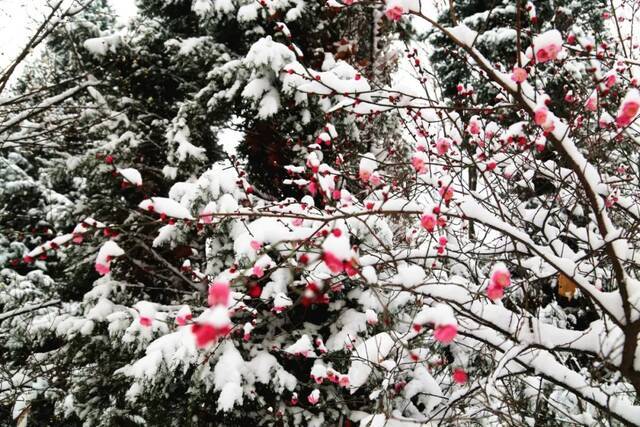 “雪”落河大！！109年了~