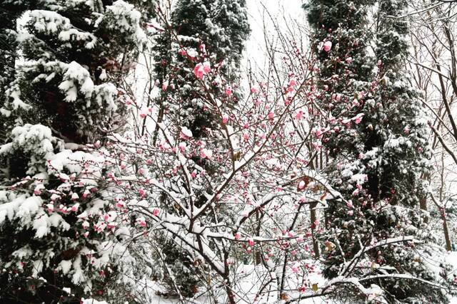 “雪”落河大！！109年了~