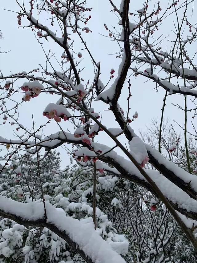 “雪”落河大！！109年了~