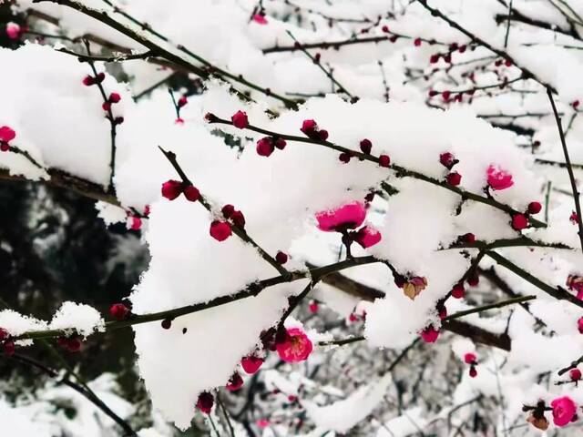 “雪”落河大！！109年了~