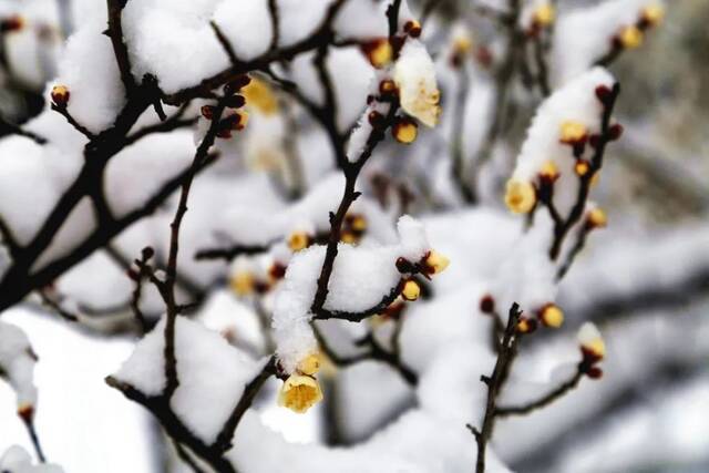 “雪”落河大！！109年了~