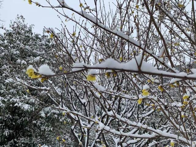 “雪”落河大！！109年了~