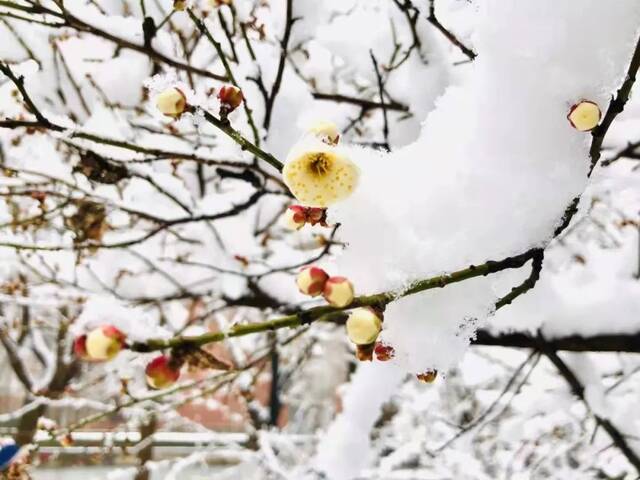 “雪”落河大！！109年了~