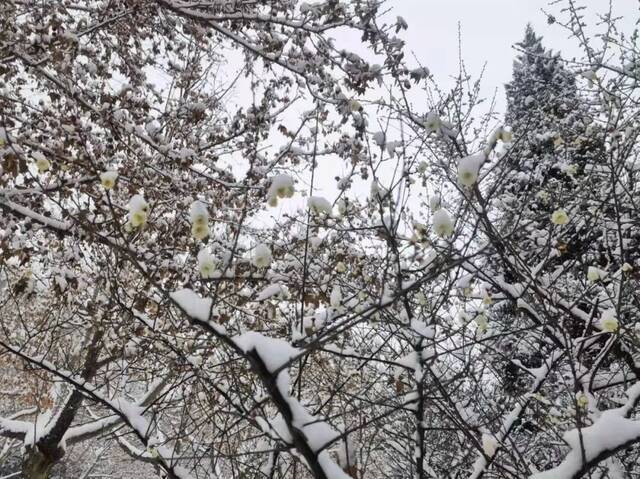 “雪”落河大！！109年了~